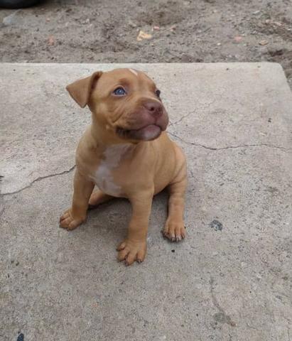 Filhotes Pitbull American staffordshire ( 3 Femeas Disponiveis)