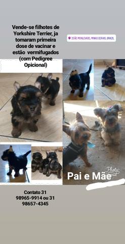 Filhote de Yorkshire Terrier