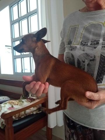 Cachorro pinscher