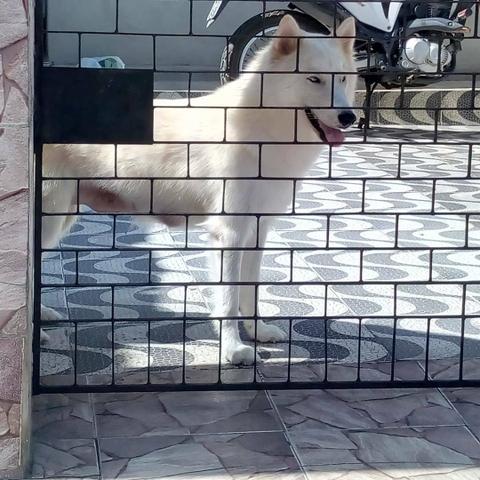 Husky