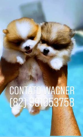 Lulu da Pomerânia (Spitz alemão anão linhagem importada - Foto 4