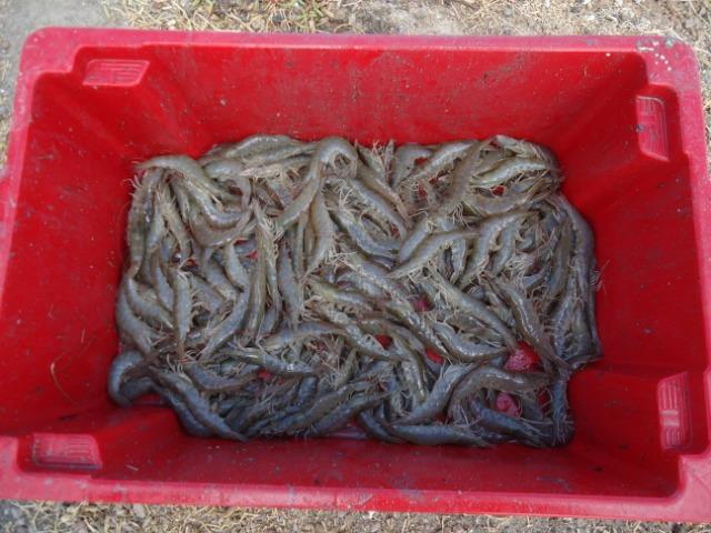 Vendo Fazenda com produção de peixe e camarão, Mossoró ? RN - Foto 20