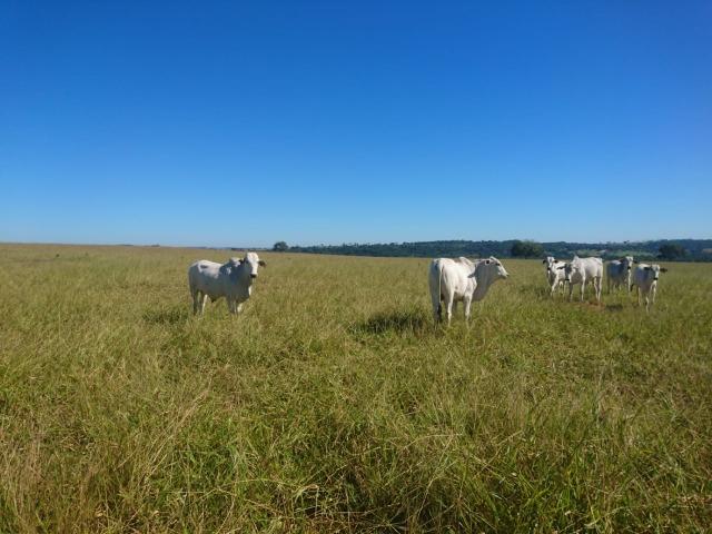 Fazenda Agrícola em Palminopolis-GO. 50 Alq. c/ 30 em Lavoura - Foto 5