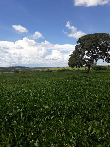Fazenda Agrícola em Palminopolis-GO. 50 Alq. c/ 30 em Lavoura - Foto 8