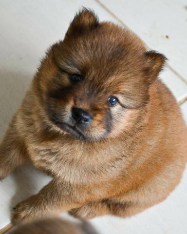 Chow-chow, linhagem top! - Foto 5
