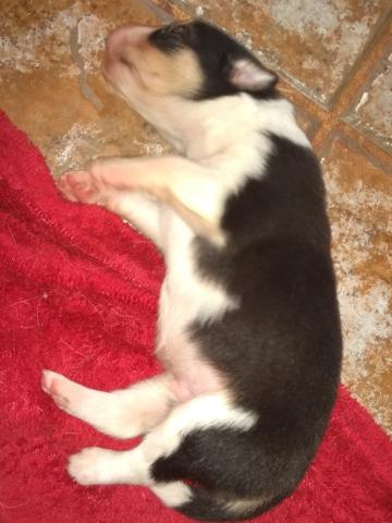 Border Collies lindos filhotes com registro - Foto 2