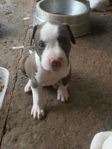 Vendo ou troco - Foto 4