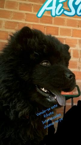 Vende-se este cachorro