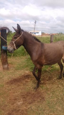 Vendo ou troco mula xucra - Foto 3