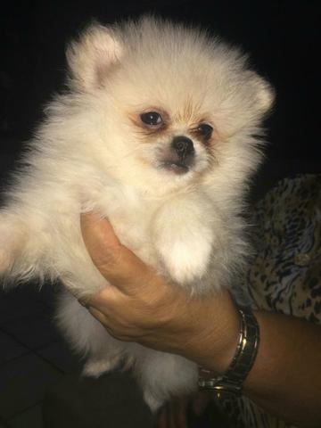 Vendo filhote de Spitz alemão fêmea e machinho