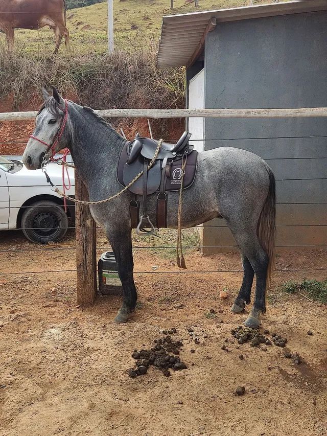 57 ideias de Cavalo  cavalos, cavalo, cavalos pintados