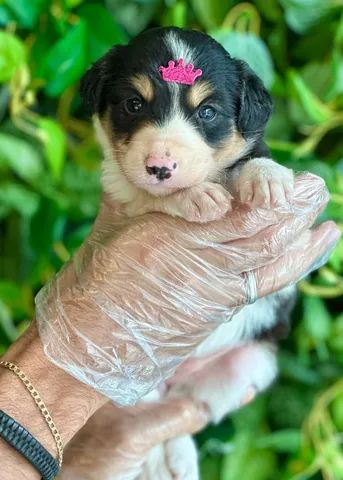 Border Amigo: Border Collie, mais que uma raça uma paixão!!!