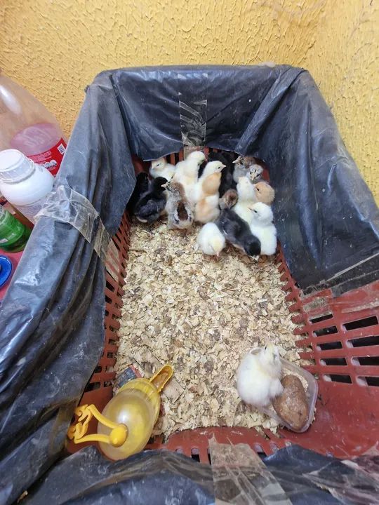 PINTOS RACA BRAHMA DE 5 DIAS 10,00 - Foto 3