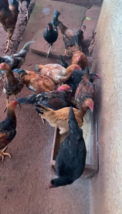 Frangos Caipiras para venda com 120 dias - Foto 4