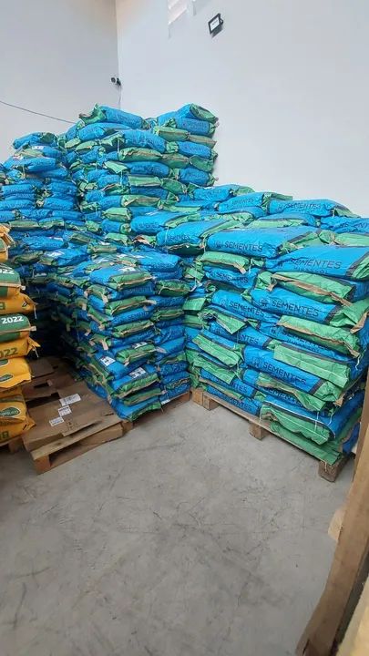Semente de capim Massai /Mombaça/ Marandu/ Zuri/ Andropogon/ Milho e Sorgo  - Foto 3