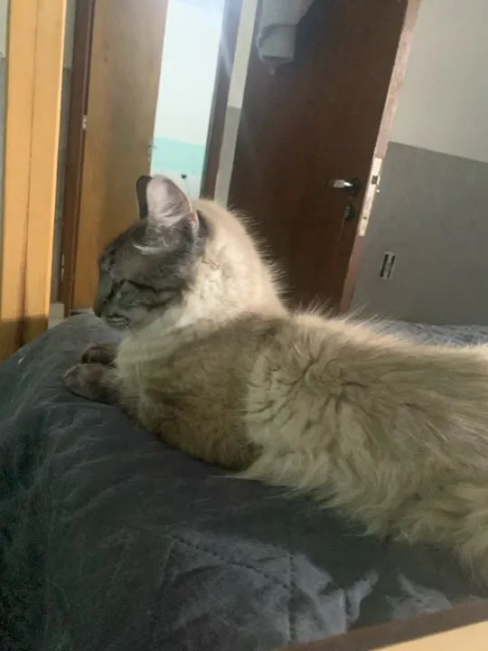 Gatinho fofo e carinhoso para adoção - Foto 4