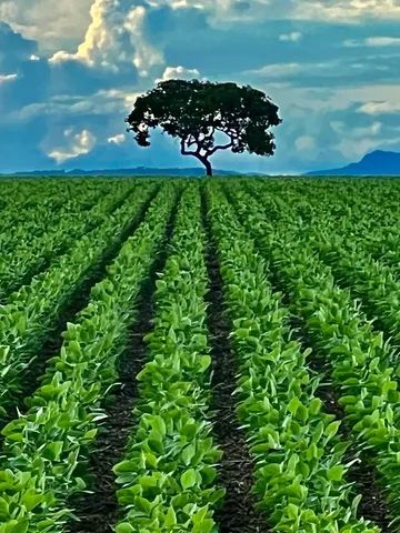 Fazenda de 260 alq em Corumbá-Go