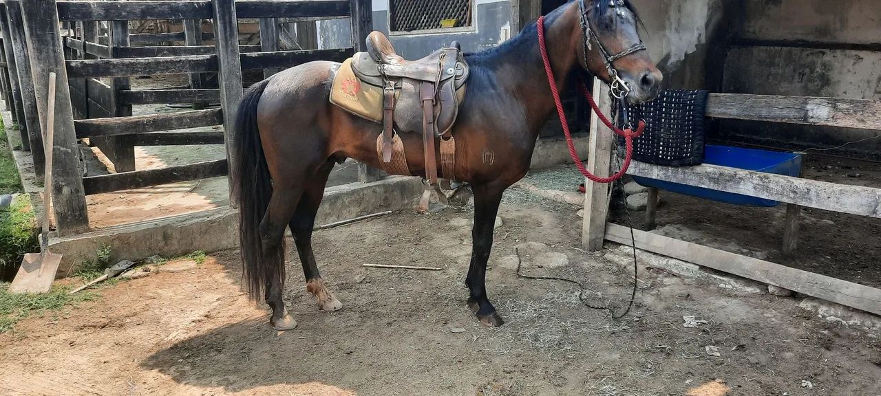 Cavalo Mangalarga - Foto 4