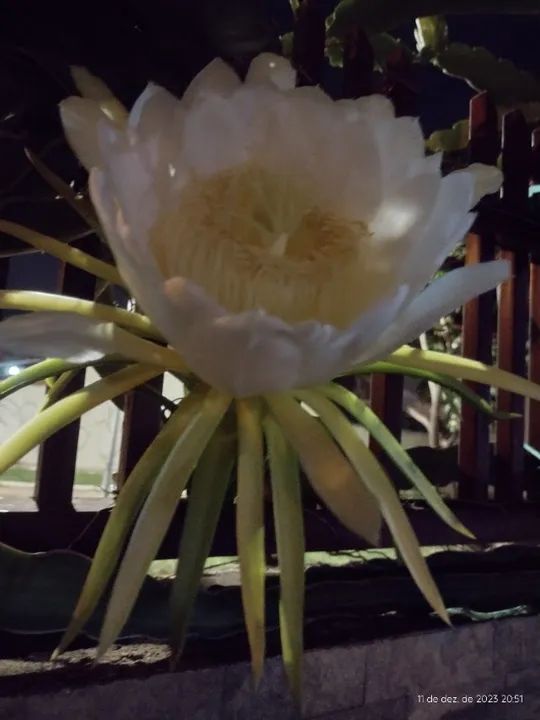 Muda de pitaya  - Foto 4