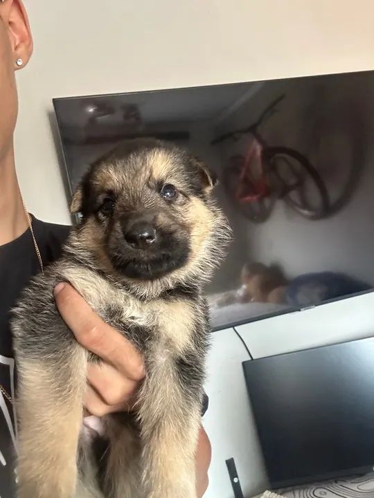 Filhote de Pastor Alemão - Foto 5