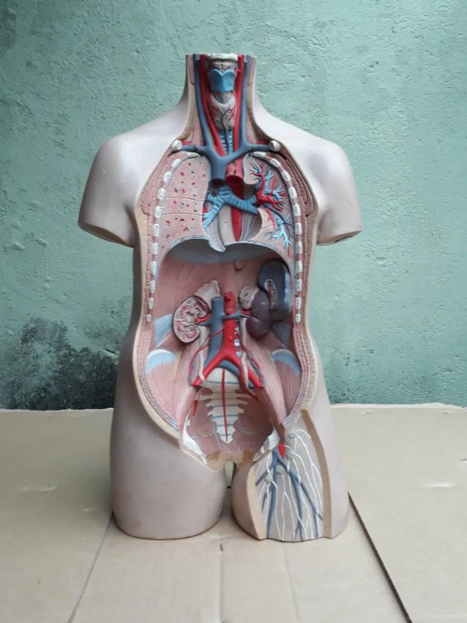 Anatomical Doll