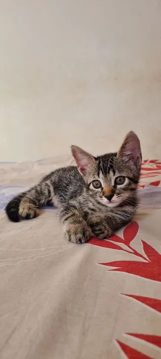 Mãezinha e filhotinhas fêmeas  - Foto 5