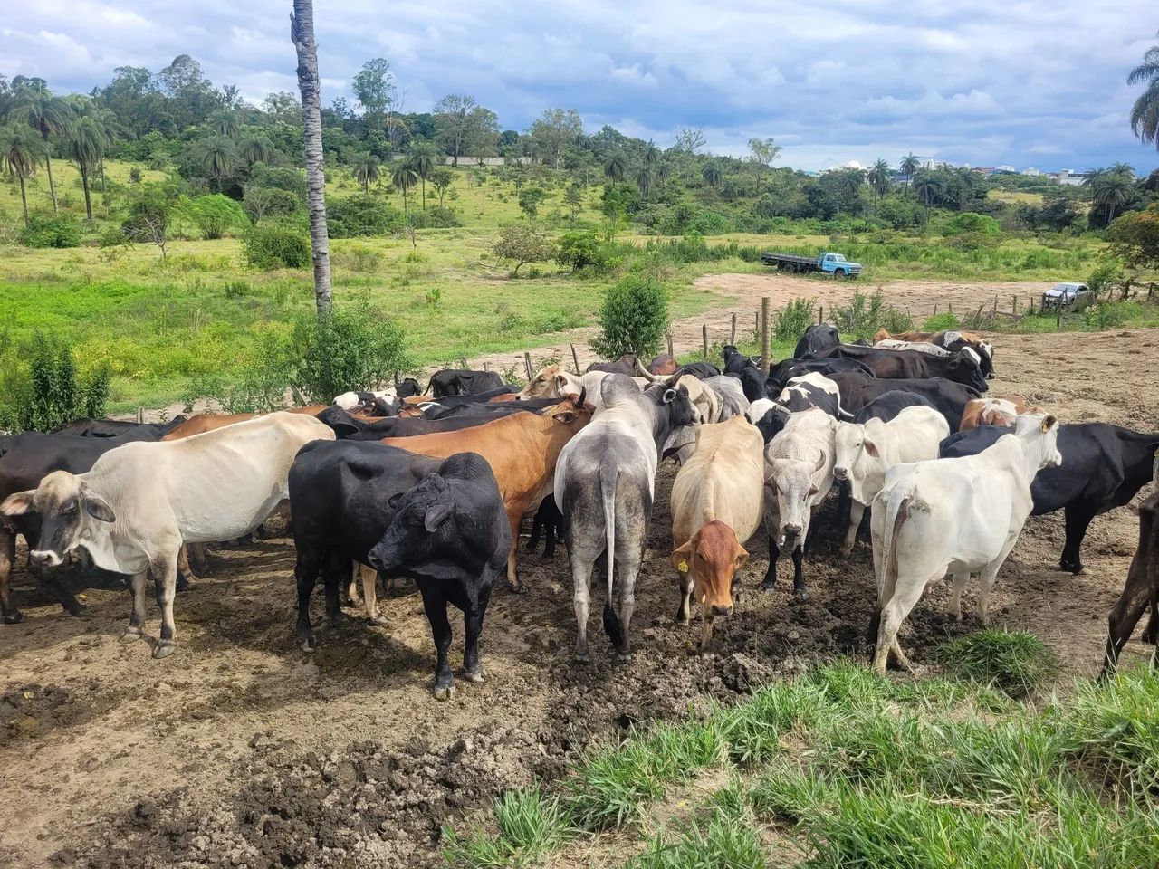 Vacas e novilhas  - Foto 3