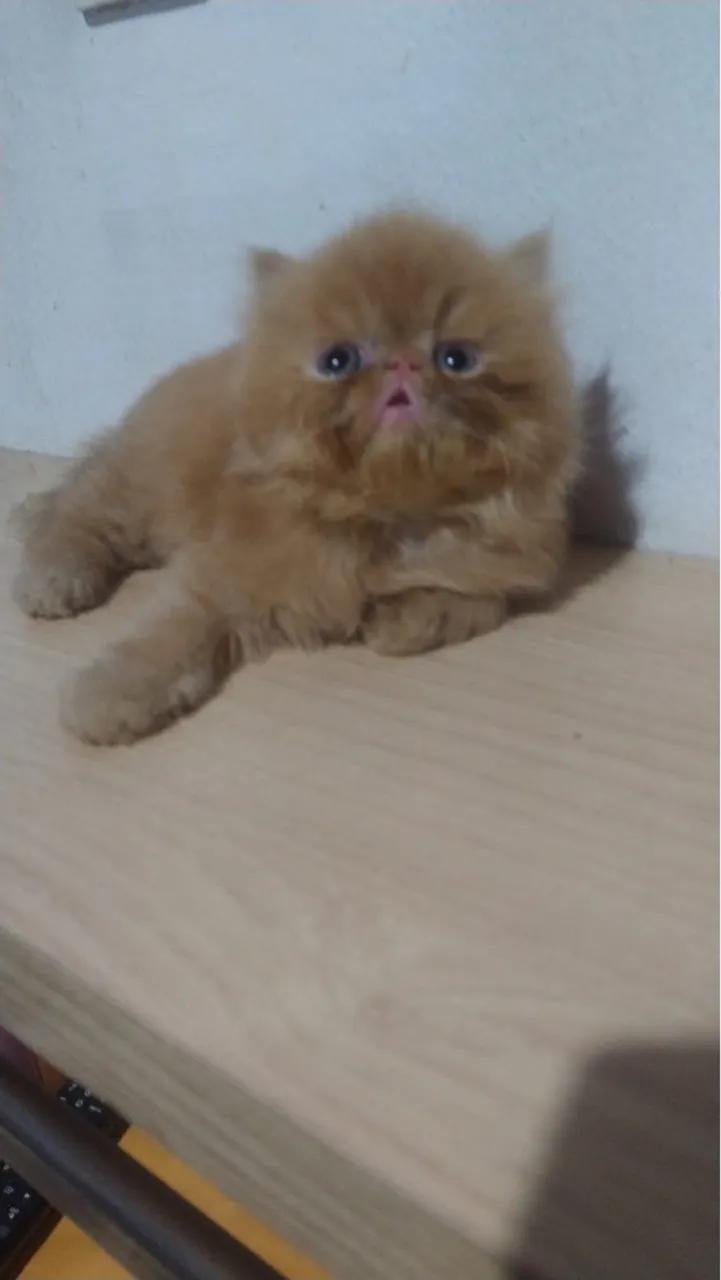 Filhotes de gato persa para venda