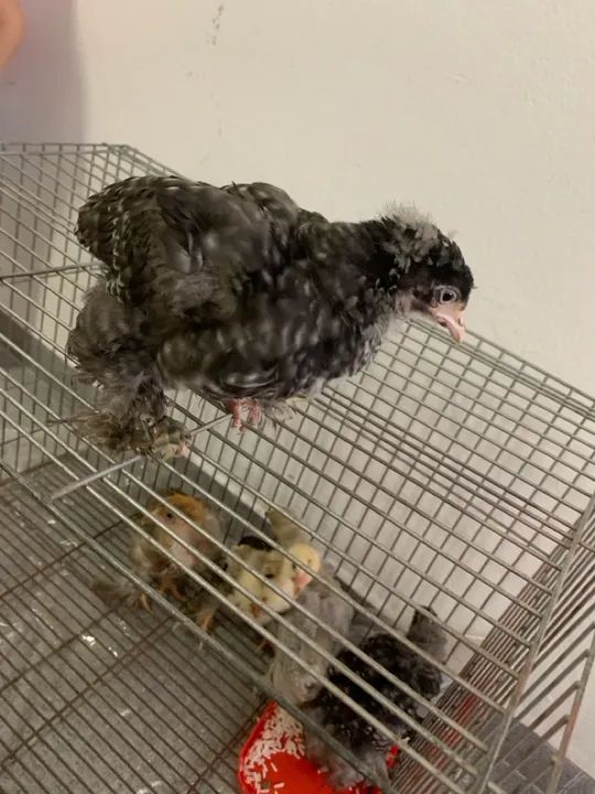 Franguinhos  - Foto 2