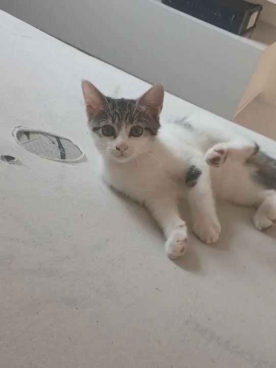 Doa-se gatinha dois meses  - Foto 2