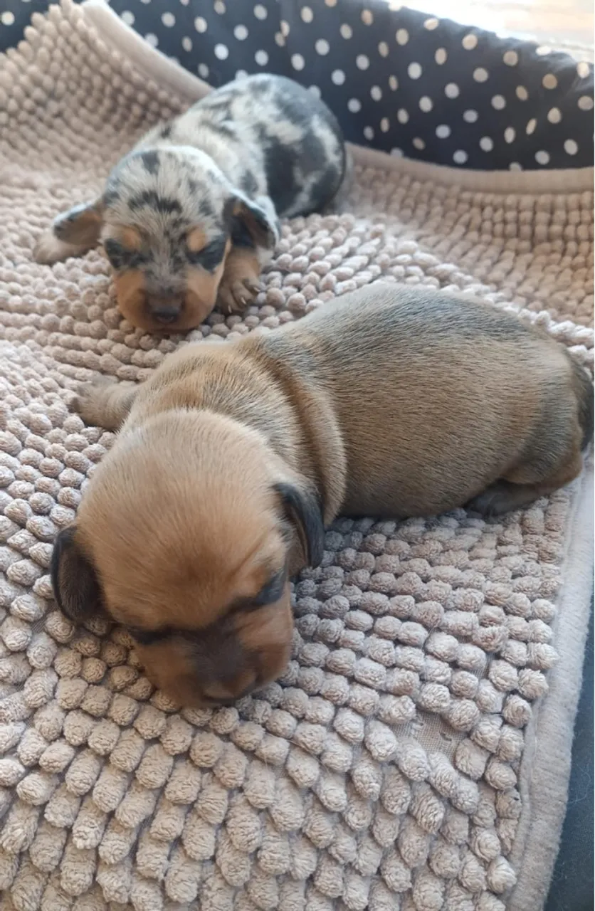 Dachshund - Basset - Cofap - Teckel machos