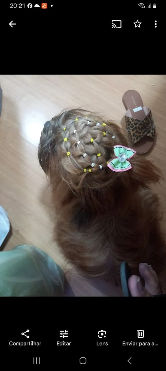 Filhote Shih Tzu com Penteado Charmoso