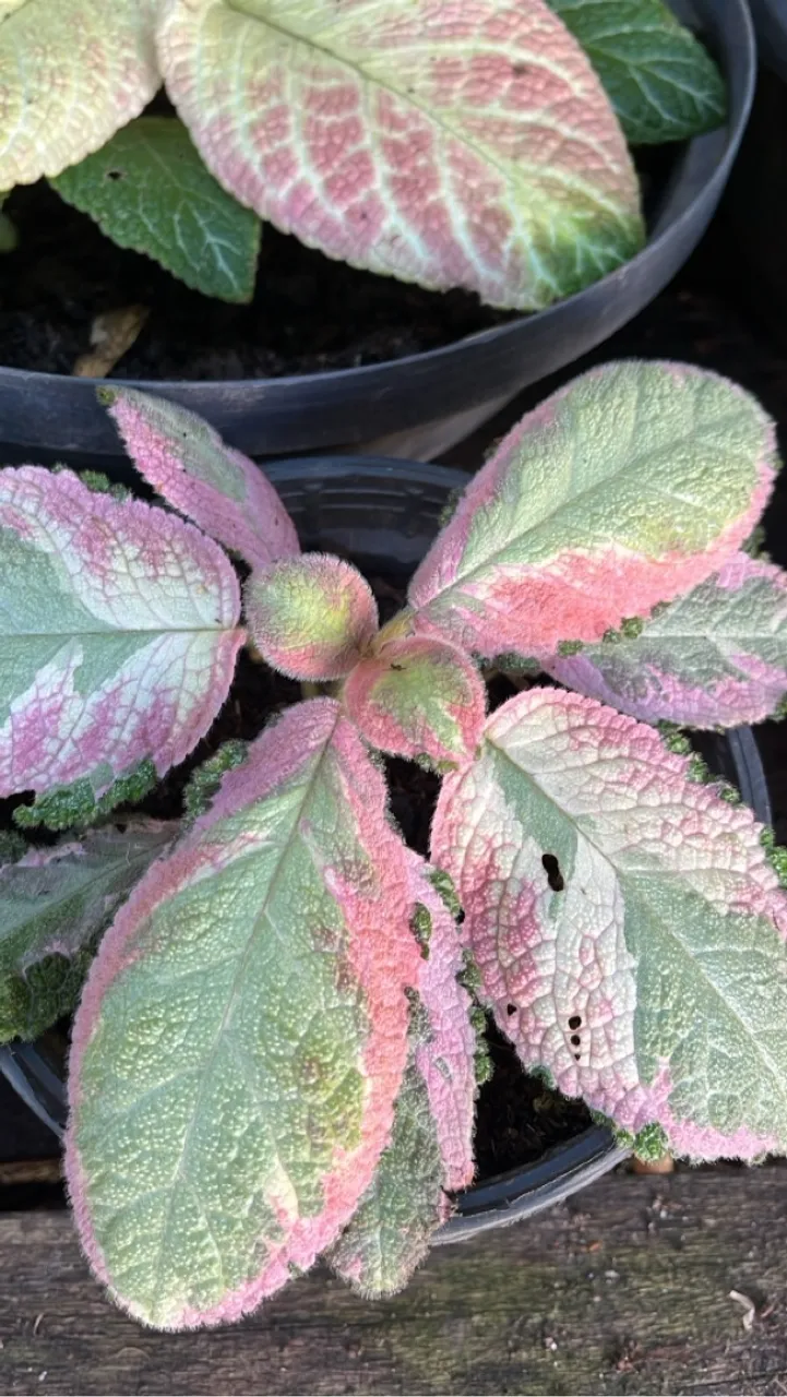 Planta com folhas coloridas