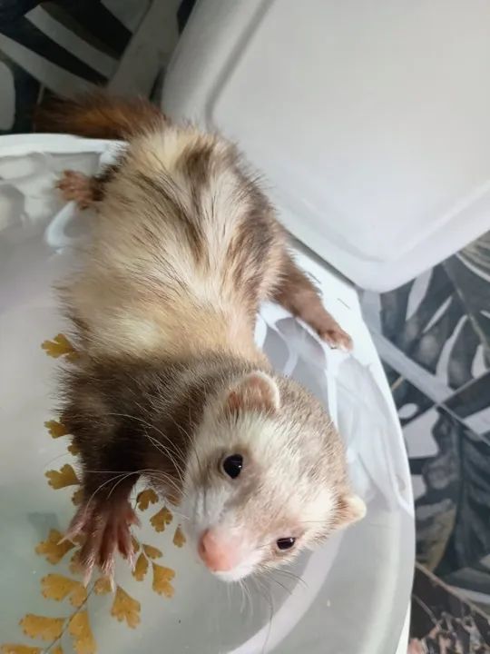 VENDO FURÃO (FERRET) - Foto 2