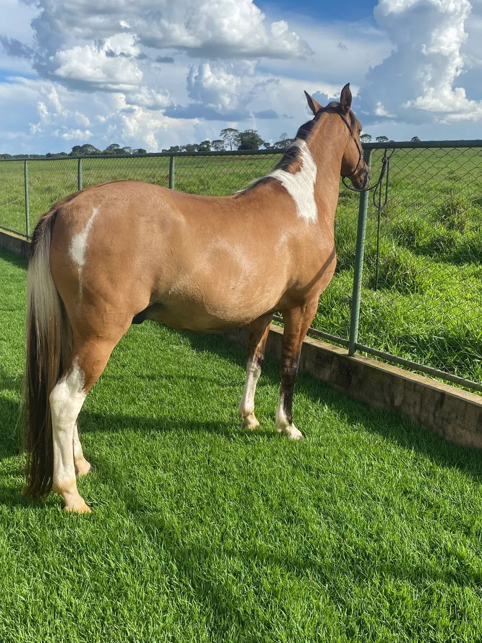 Cavalo manga larga marcha batida 