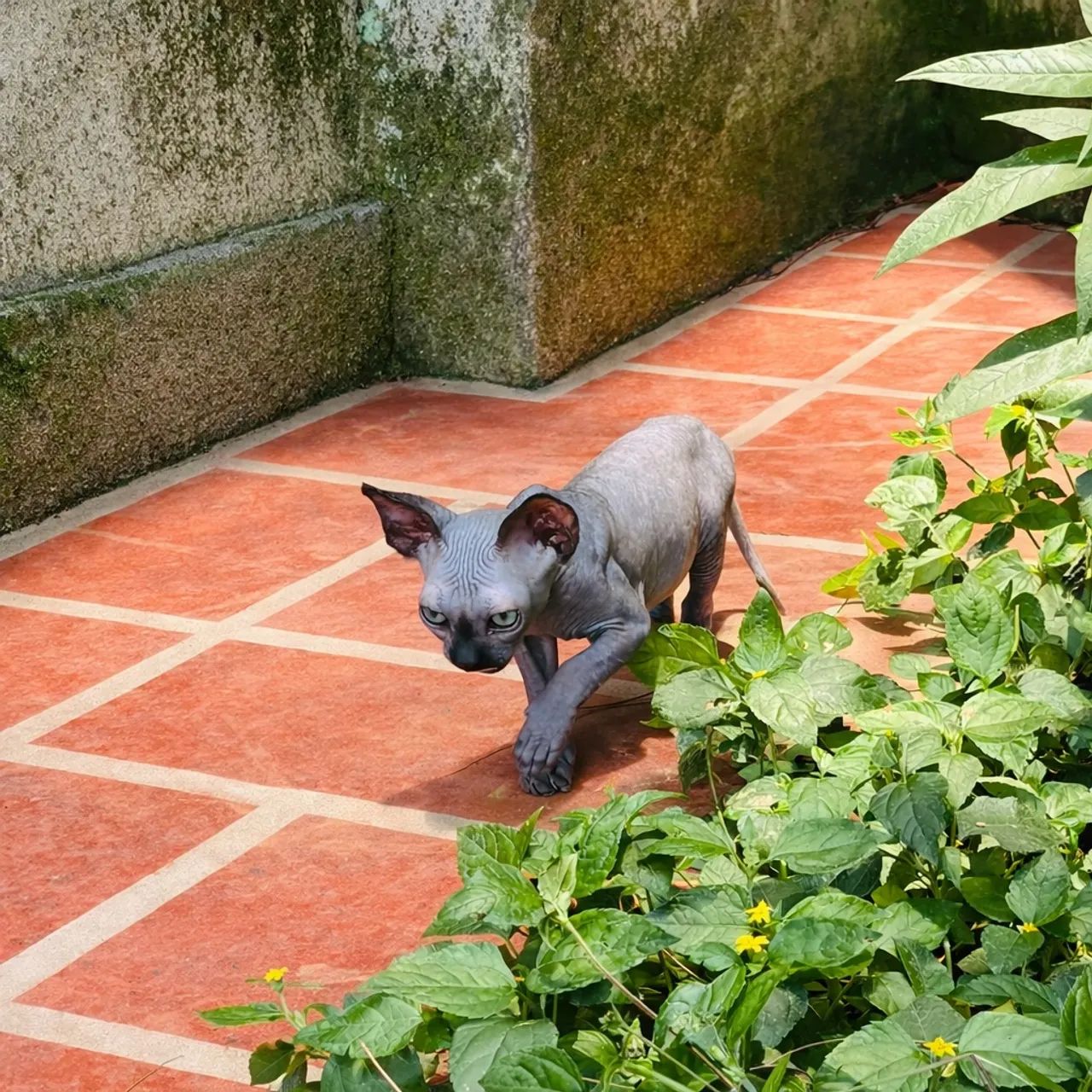 Filhotes te Sphynx Macho