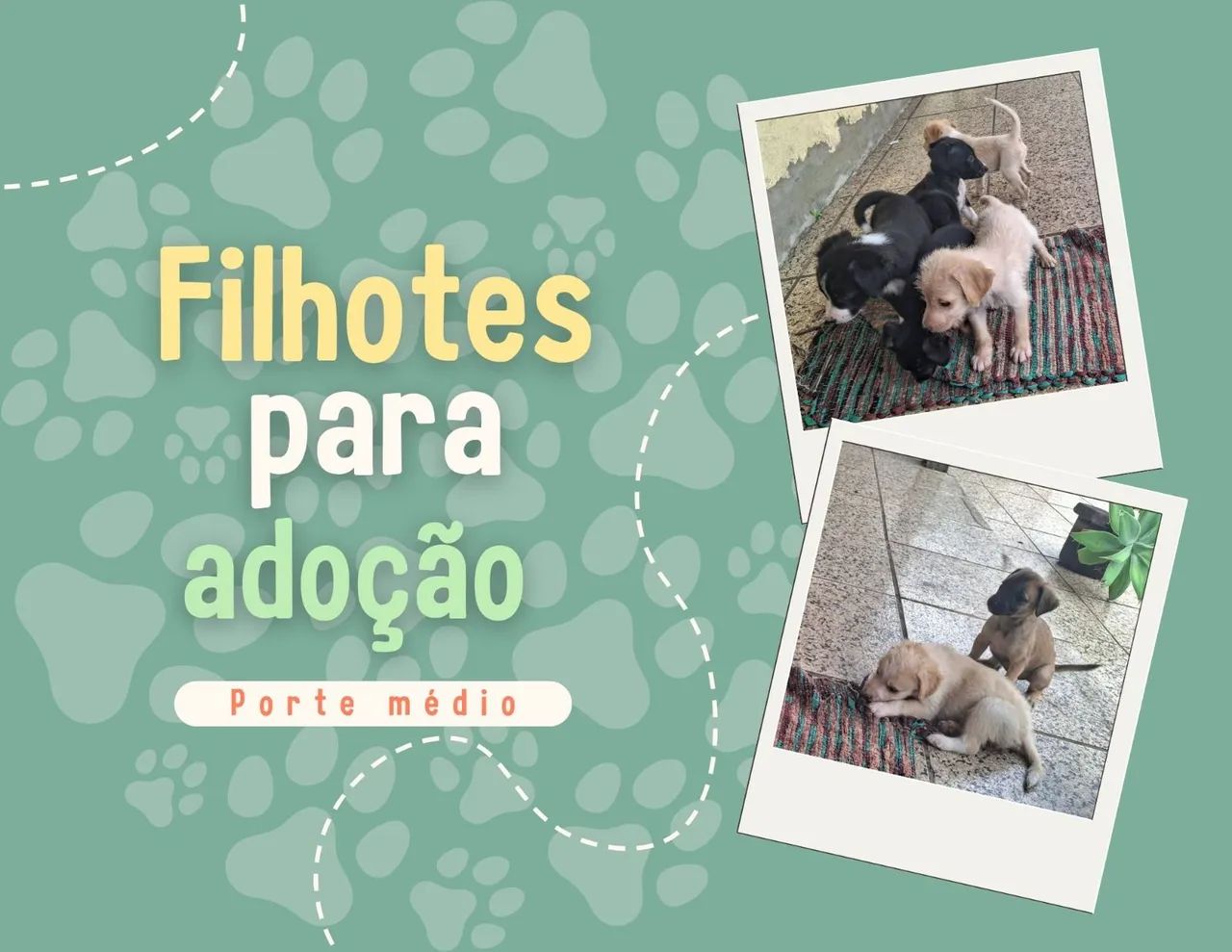 Filhotes para Doação 