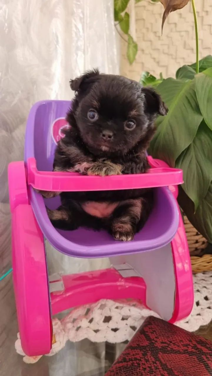  Chihuahua machos e fêmeas,pelo curto e longo.