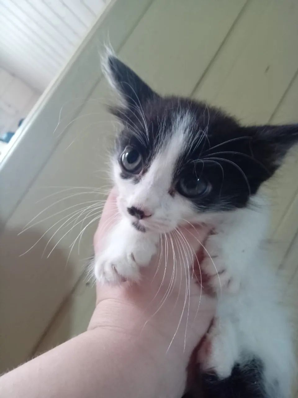 Gatinhas para adoção - Foto 5