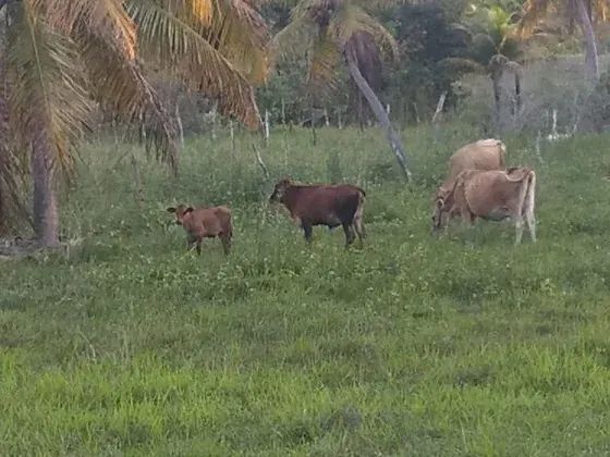 Fazenda com 28 hectares na região de Touros - Foto 5