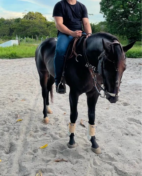 Cavalo Quarto de milha Puro Vaquejada 