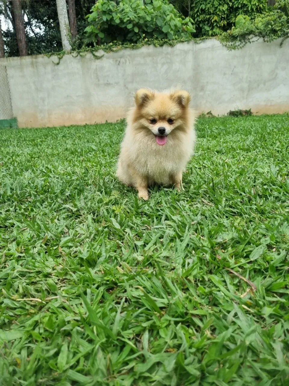 Spitz macho 9 meses - Foto 5