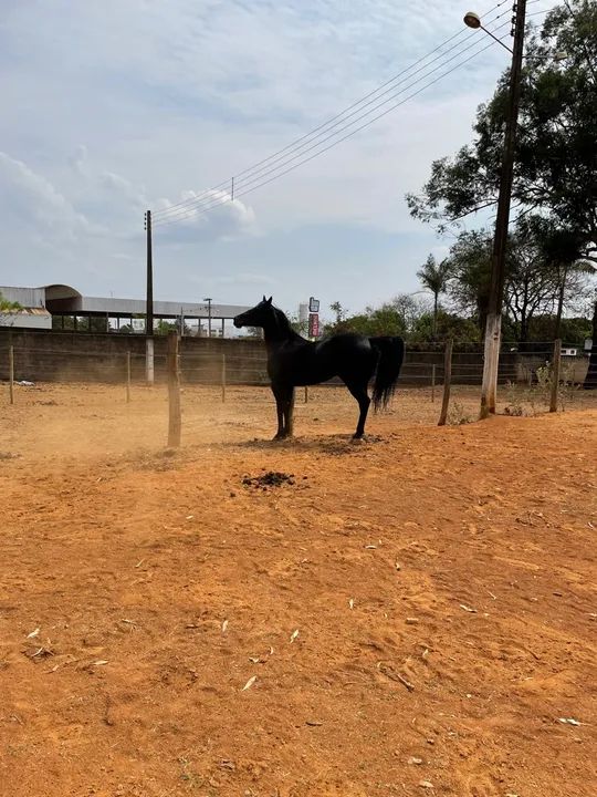 Vendo Égua Quarto de Milha  - Foto 3