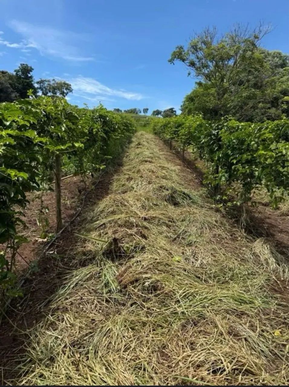 Vendo chácara São Miguel do passa quatro - Foto 2