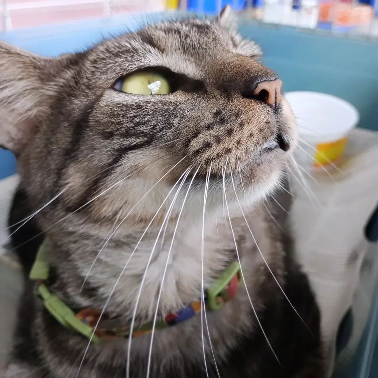 Gata CASTRADA, VACINADA e NEGATIVO para FIV e FELV para adoção responsável 