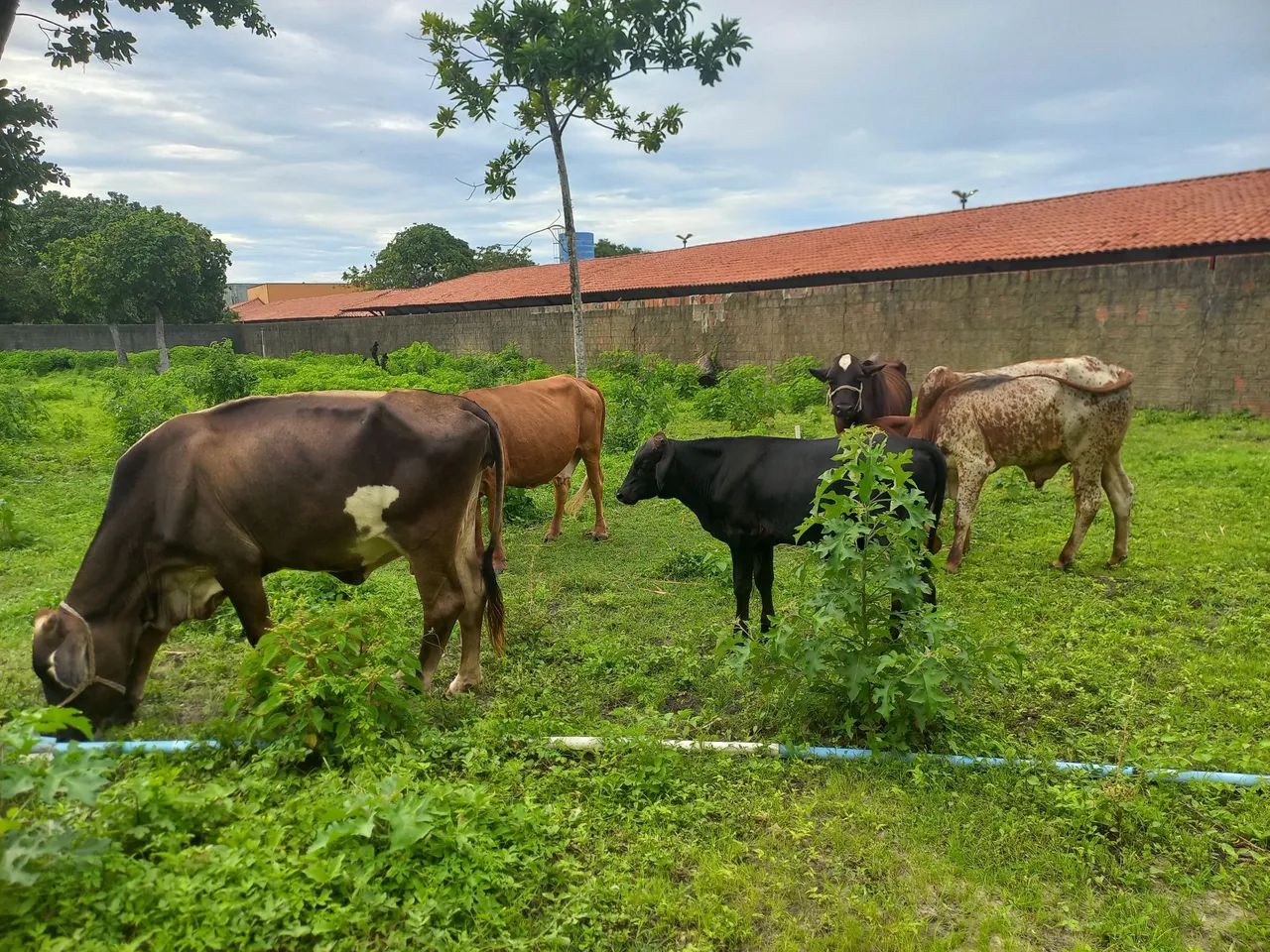 Vendo 6 animais  - Foto 4