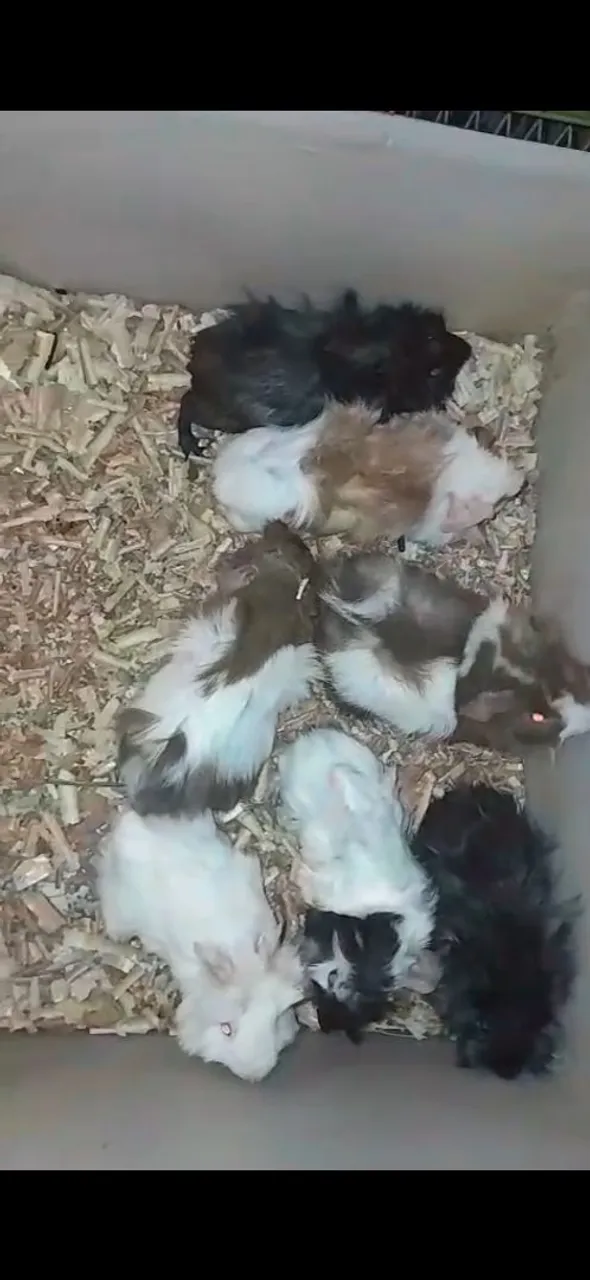 Filhotes de porquinho da Índia frisado