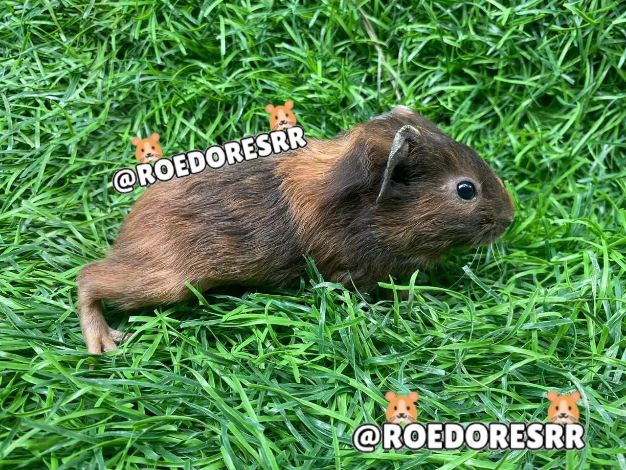 PORQUINHOS DA INDIA FILHOTES - Foto 2