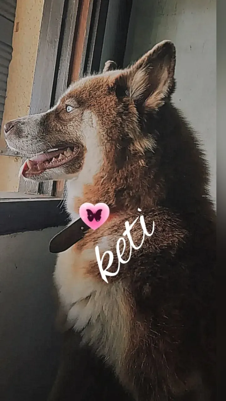 Husky Siberiano