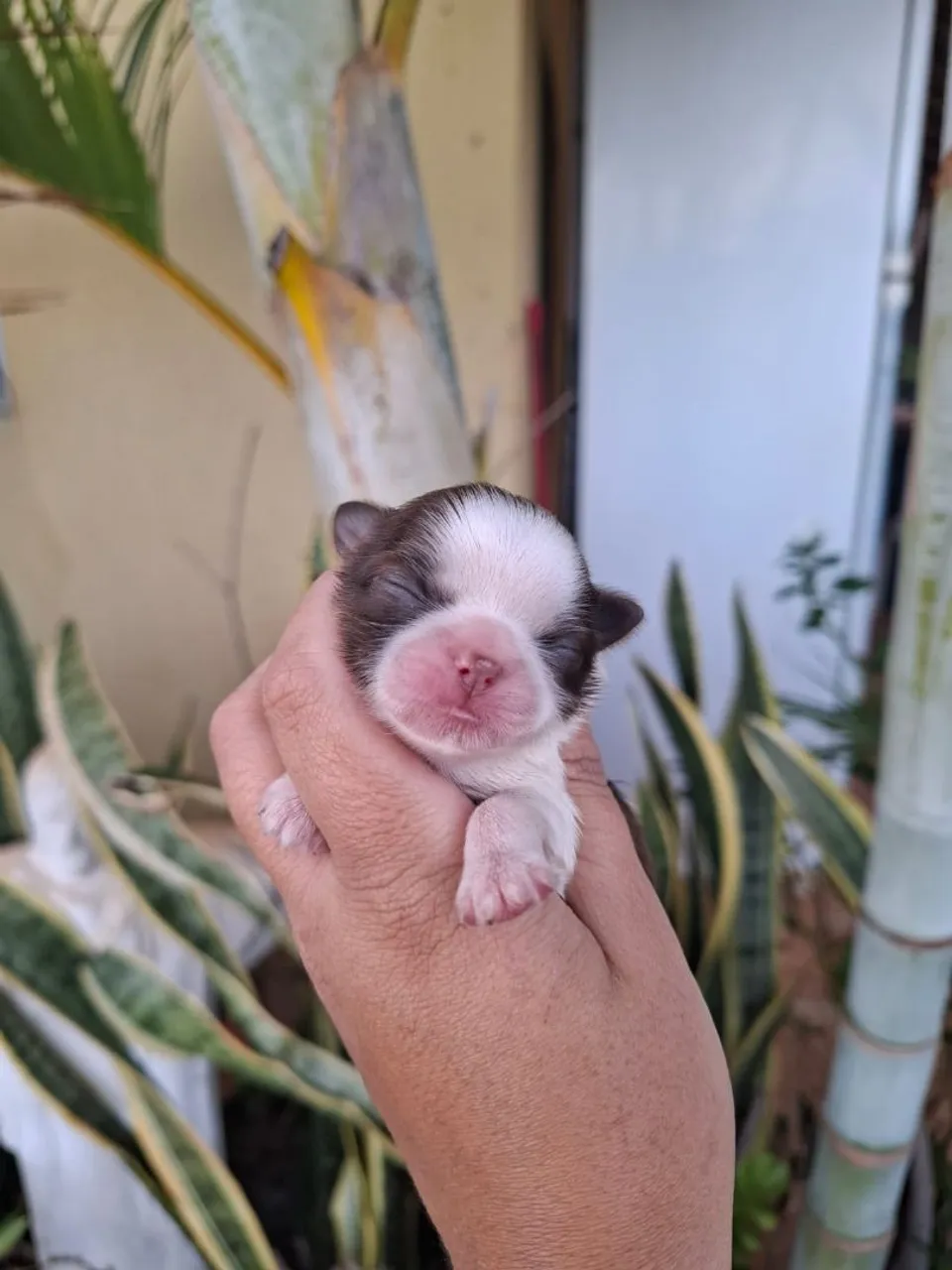 Filhote de Shih Tzu Mini Micro Fêmea Branca e Chocolate
